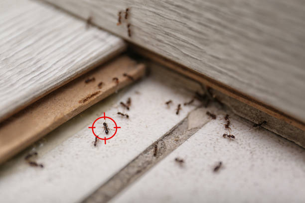 Best Flea Control Services  in Jefferson, TX
