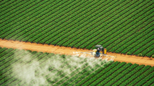 Best Ant Control Services  in Jefferson, TX