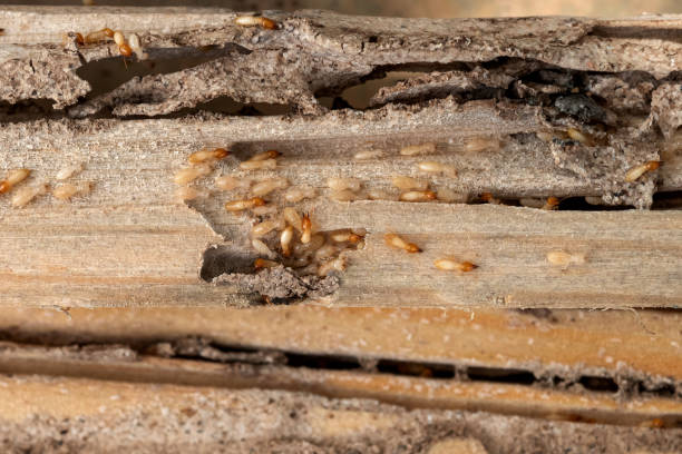 Best Commercial Pest Control Services  in Jefferson, TX