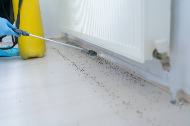 Best Local Pest Control Services  in Jefferson, TX
